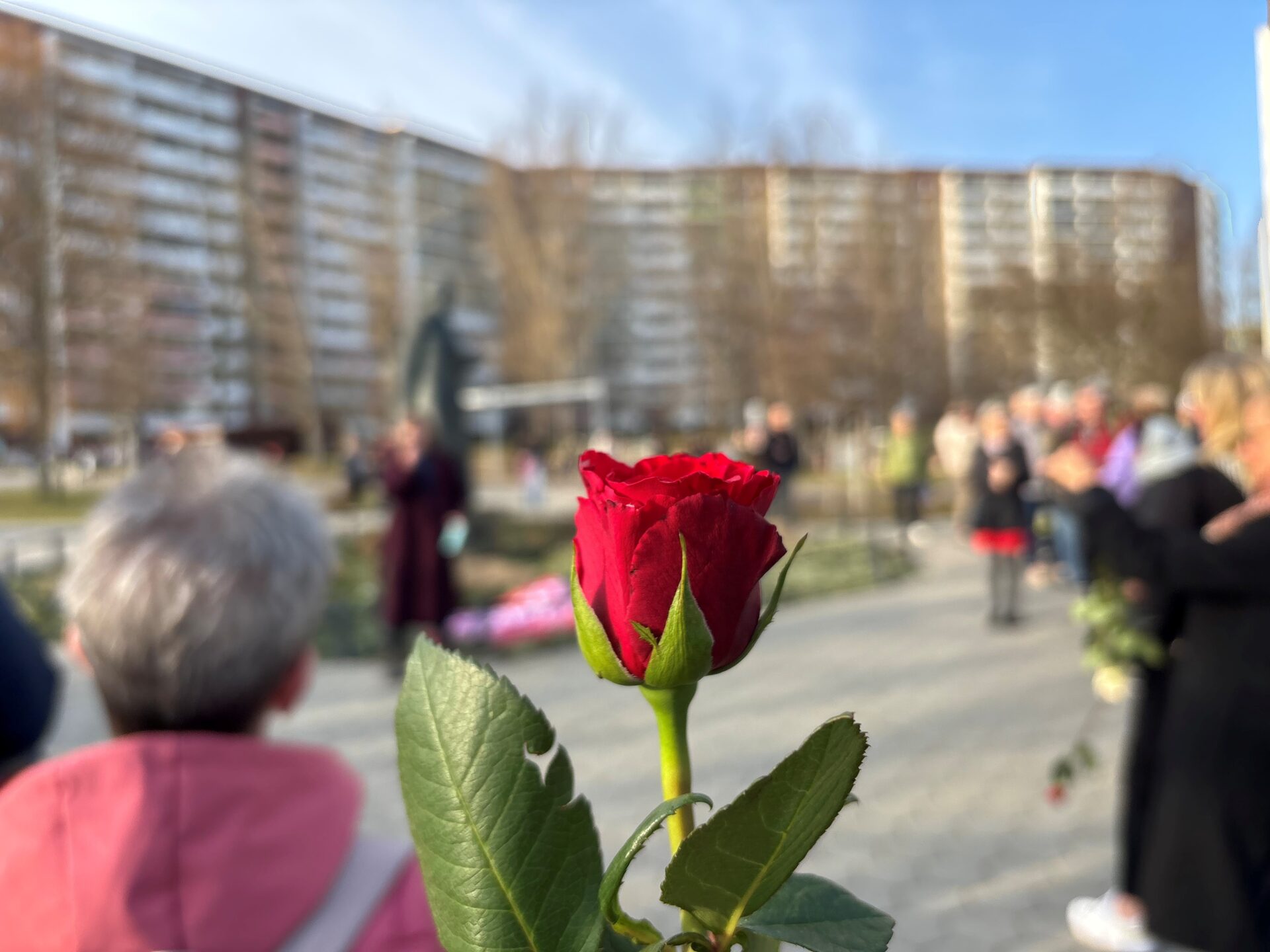 Rosen für Clara